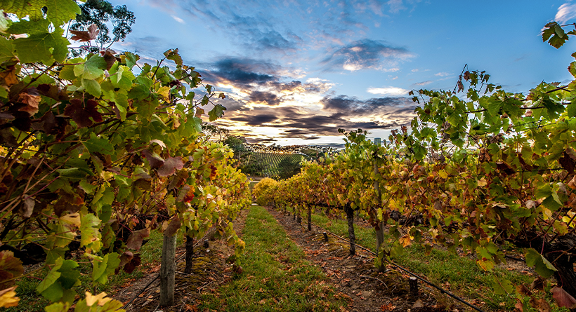 Wines by Geoff Hardy Vineyard